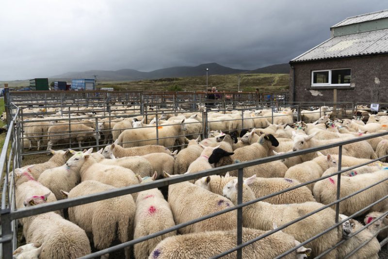 Livestock markets will continue to be community hubs for farmers, the Institute of Auctioneers and Appraisers in Scotland says