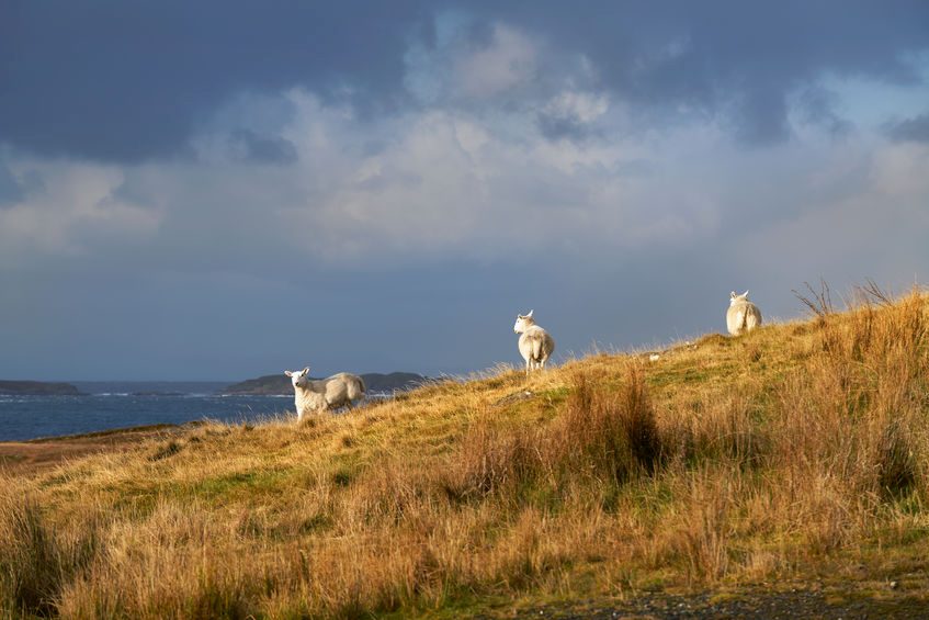 The reopening of the foodservice market following the lockdown has given a major boost to UK lamb exports