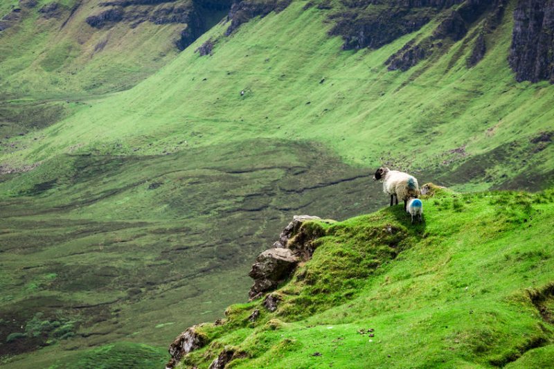 The project aims to create welfare alerting systems for sheep and goat farmers in the UK and Europe