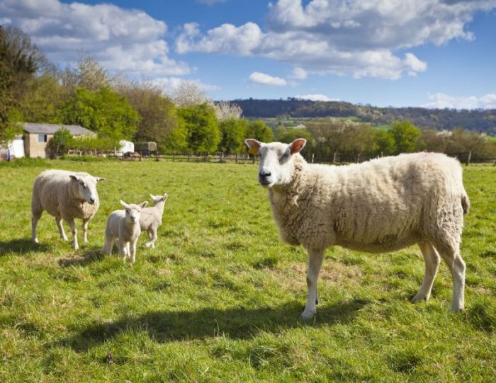 Prevention and control are as important as chemical treatments to reduce spread, an animal health expert says