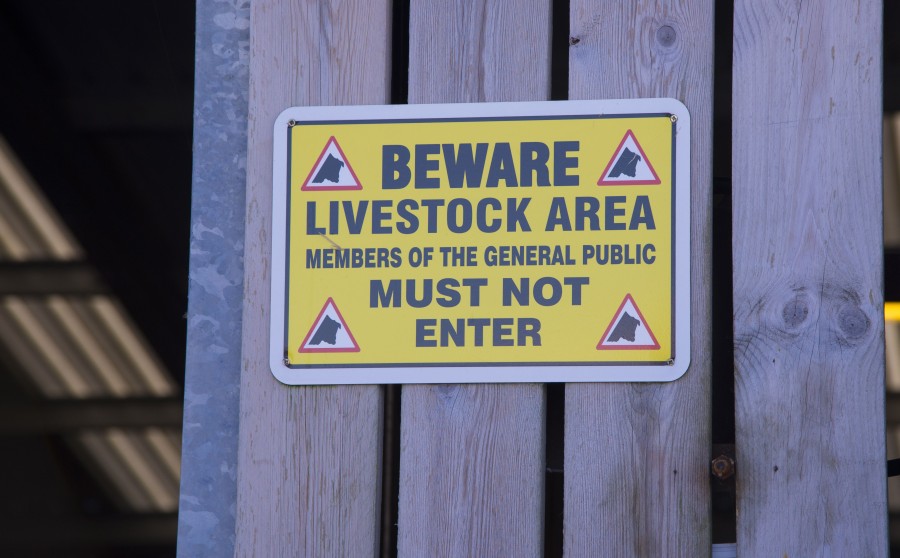Livestock handling is one of the biggest causes of death and injury on British farms (Photo: FLPA/John Eveson/Shutterstock)