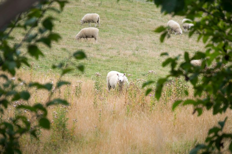 Police are appealing for witnesses following the suspected livestock worrying case