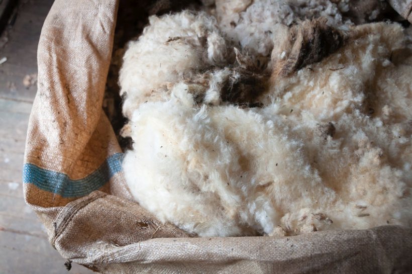 Campaigners are calling for British wool products to be mandatory for insulation and carpeting in any public financed building projects