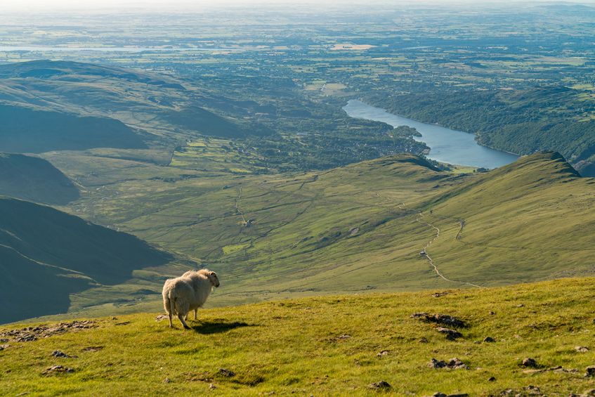 The research comes at a pivotal time for upland farming, with the Brexit transition period deadline looming and the Covid-19 pandemic