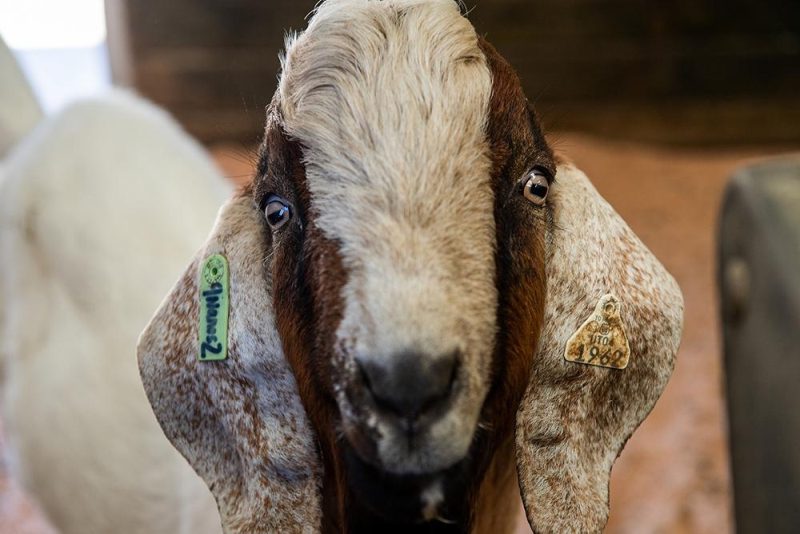 This gene-edited goat was able to produce sperm containing only genetic material from donor species (Photo: Washington State University)