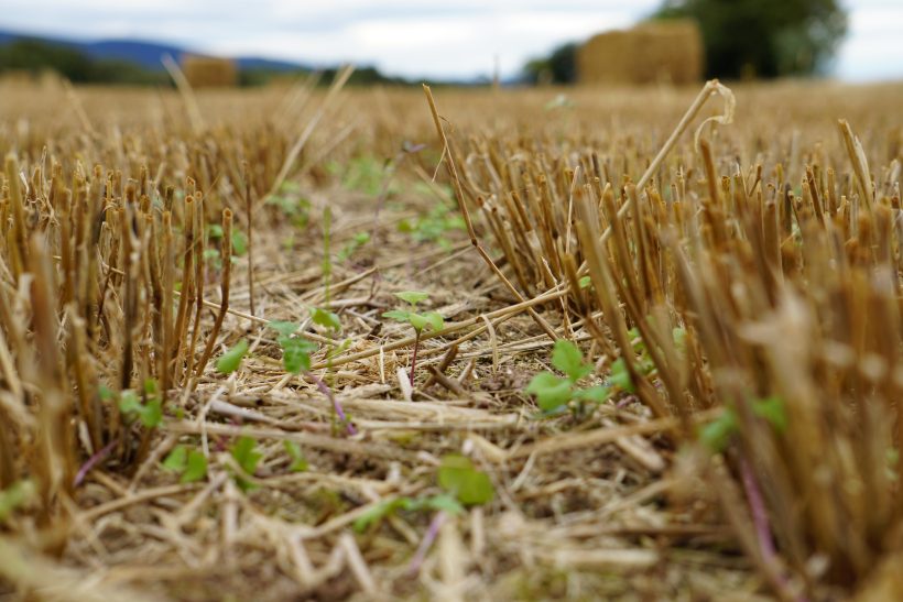 Five farmers are trialling different seed mixes and establishment methods to keep costs low and returns high