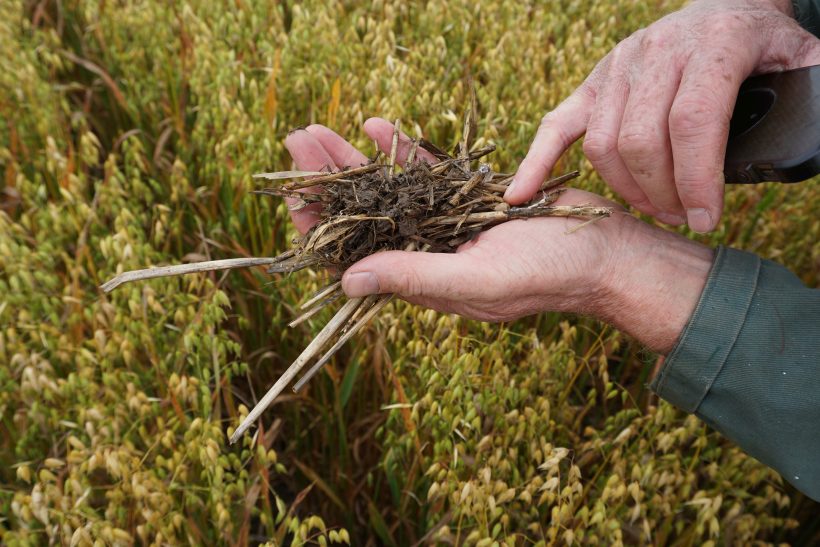 Cover cropping can reduce erosion and nutrient leaching over the winter months, while also improving biodiversity and soil structure