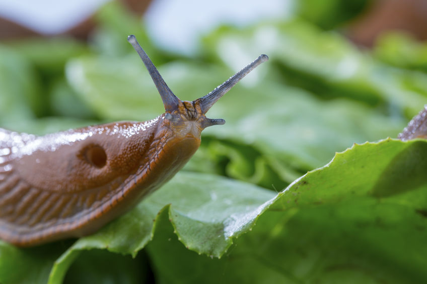 Slugs can significantly damage crops such as cereals, potatoes, brassicas and oilseed rape