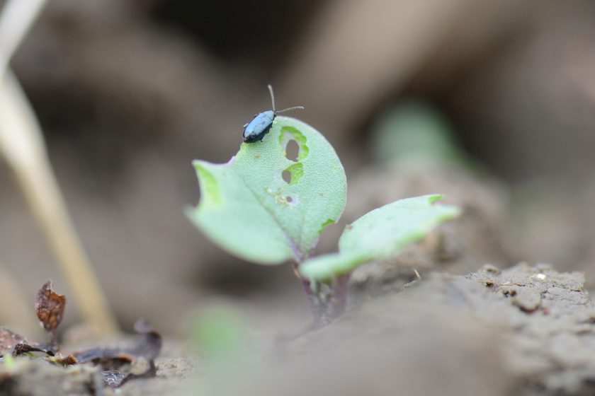 Monitoring of CSFB numbers appears to show populations increasing rapidly recently