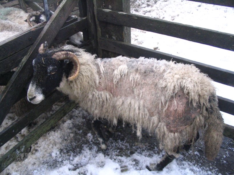 Sheep scab is highly contagious and has profound financial and welfare implications in areas where it is endemic worldwide (Photo: NADIS)
