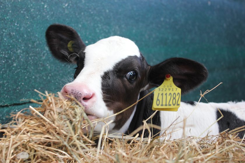 Farmers have found a range of uses for the climate-friendly product, such as lining calf pens