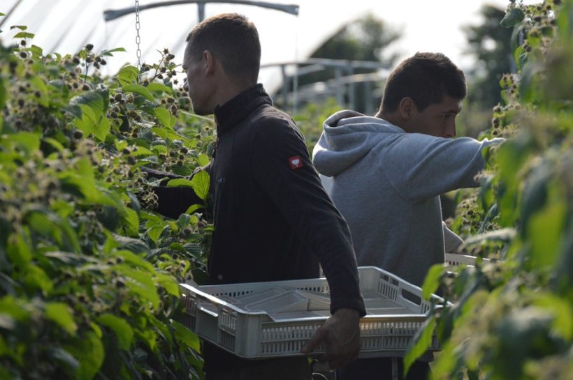 From NFU Scotland's surveying of its horticulture members, 100 percent indicated that their businesses depended on non-UK seasonal agricultural workers