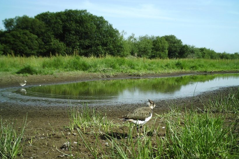 Farmers have succeeded in boosting lapwings in the Avon Valley, from 61 pairs in 2015 to 105 in 2019