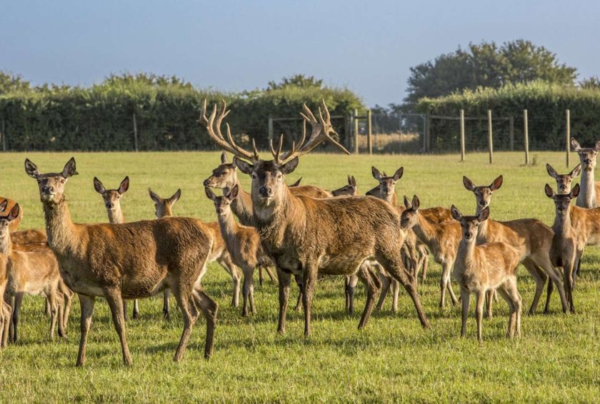 The family have farmed deer at Boldridge following the establishment of the herd using Badminton bloodlines in 1989 (Photo: Savills)