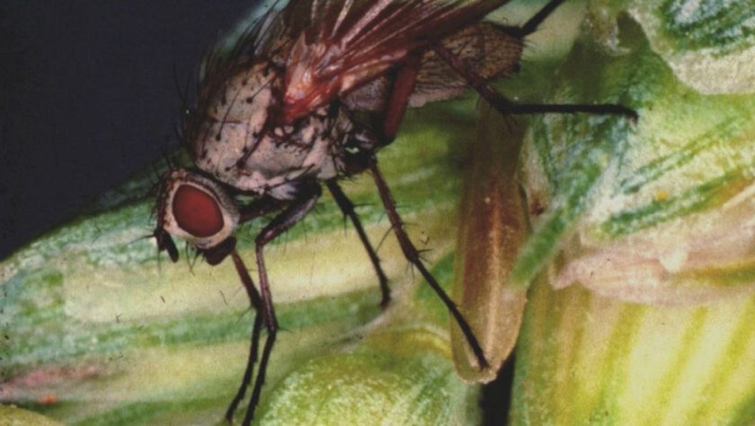 Although not abundant every year, wheat bulb fly is one of the most serious pests of wheat, especially in the east of the UK (Photo: ADAS)