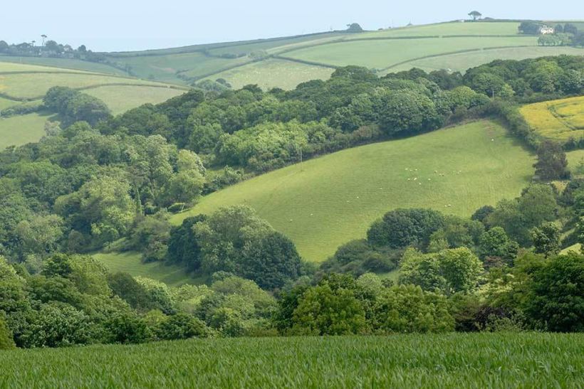 Natural England has pulled the plug on wood-pasture restoration in the uplands (WD5) within the Countryside Stewardship Scheme