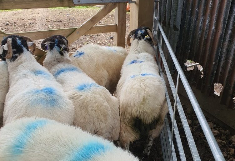 The stolen sheep were all of the distinctive Rough Fell breed (Photo: North Yorkshire Police)