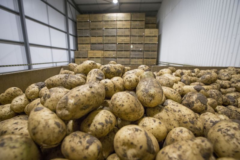 UK seed and fresh potatoes exported between July 2019 and June 2020 were worth £113m