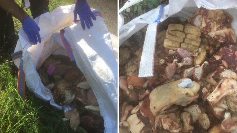 The meat had begun to rot and presented a serious health hazard (Photo: Dorset Council)