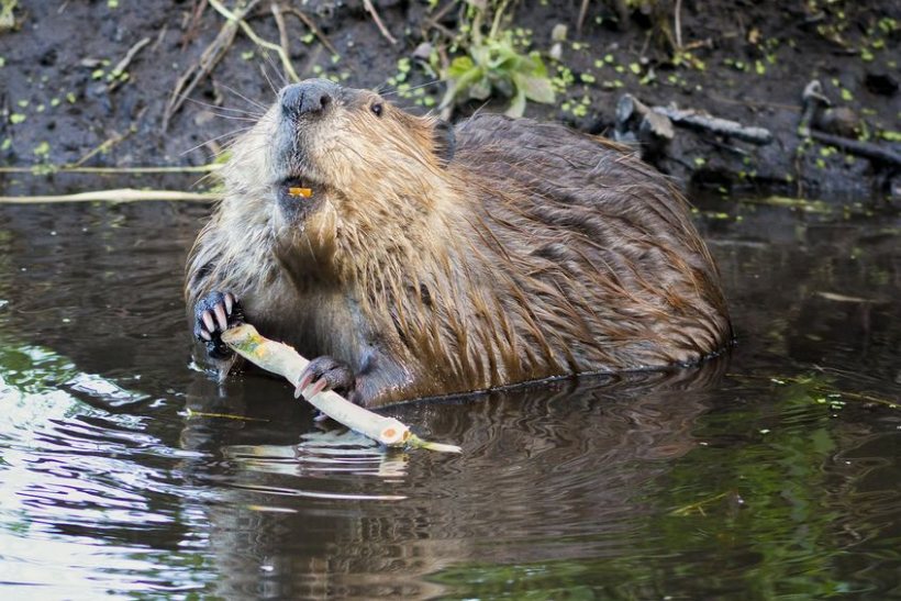 Survey work in 2017 shows that beaver numbers in Scotland have grown