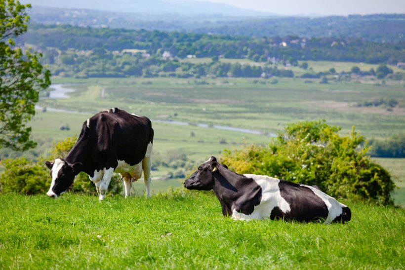 The report calls for 'new innovations' for the UK livestock sector to slash its emissions