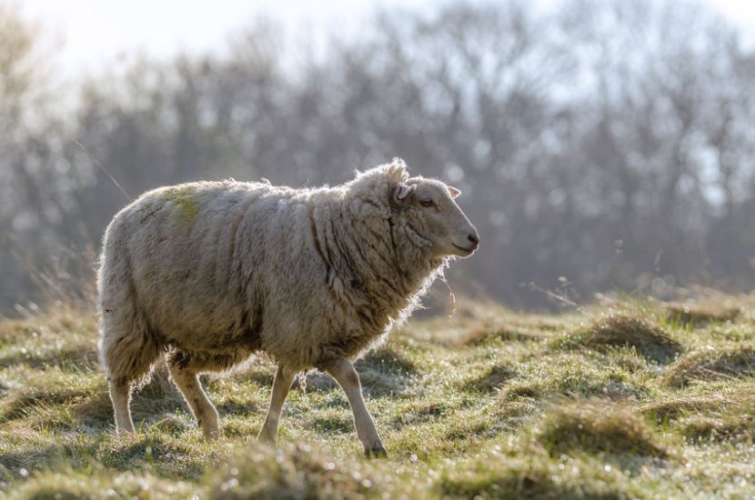 Farmers are encouraging UK industries to embrace British wool and become more sustainable