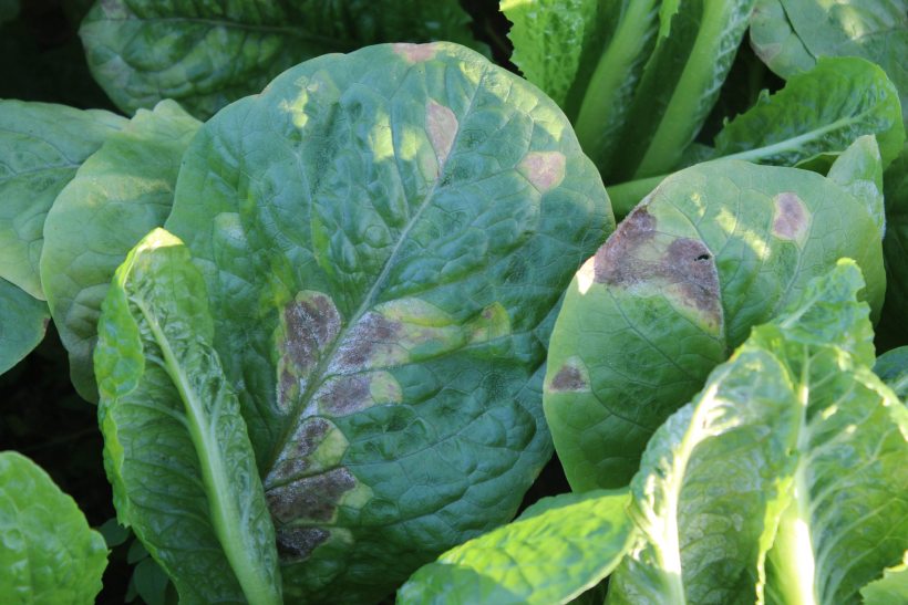 Downy mildews are aggressive crop diseases which can cause reduced returns to growers