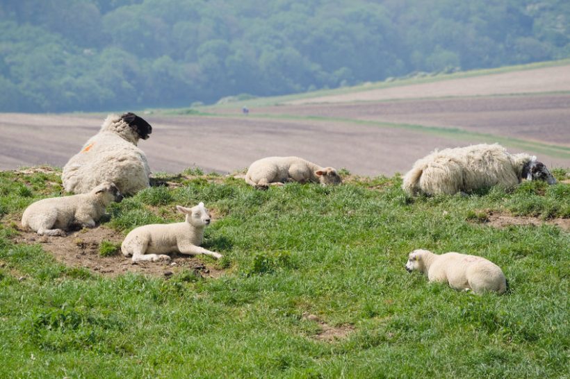 The sheep sector is considered to be the most vulnerable to a no-deal, with 89% of all sheep-meat exports finding their way to the EU