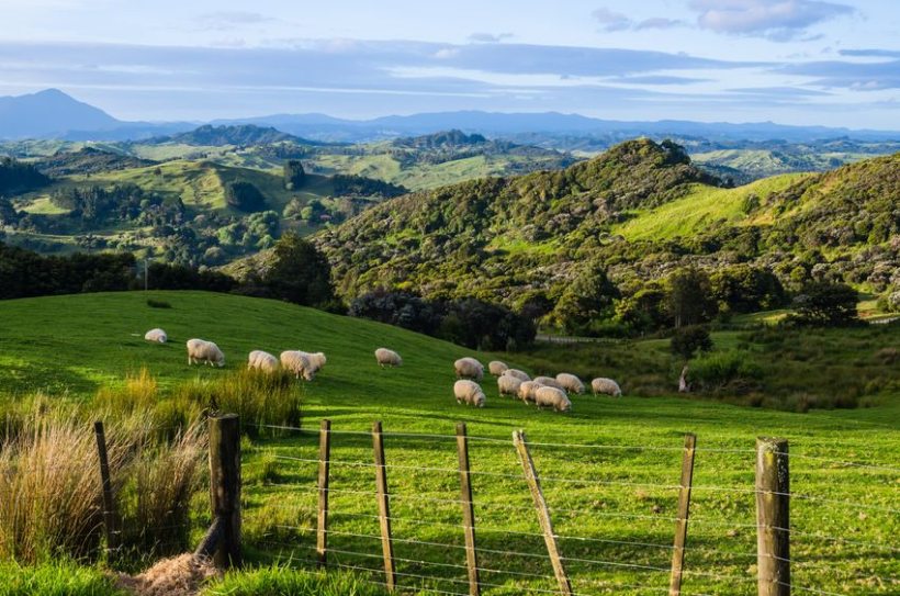 New Zealand's sheep and beef farms have nearly reached carbon neutral, according to new research