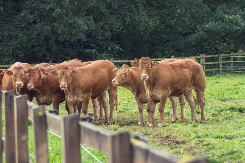 The Farmers' Union of Wales says it has received an 'angry reaction' following the publication of the National Beef Association's proposals