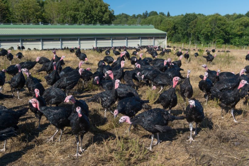 Affected turkey producers have been encouraged to provide evidence to the NFU
