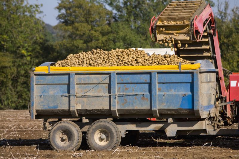 Figures show a 2.3% year-on-year drop in GB potato planted area