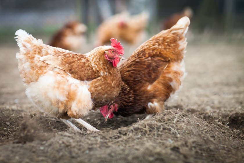 As migratory birds return to winter in the UK, there is a risk they could bring avian influenza, veterinary officials say