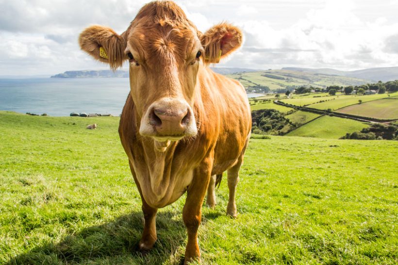 Northern Ireland farmers will receive their full Direct Payments in one lump sum this year