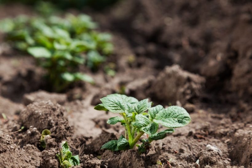 Potato processors have been hit badly by the coronavirus outbreak