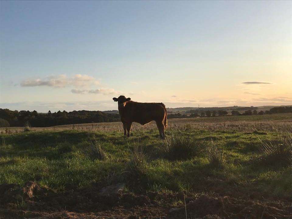 The beef enterprise comprises of 150 Simmental cross suckler cows which are bulled to the Charolais and Aberdeen-Angus (Photo: The Beef Box Company)