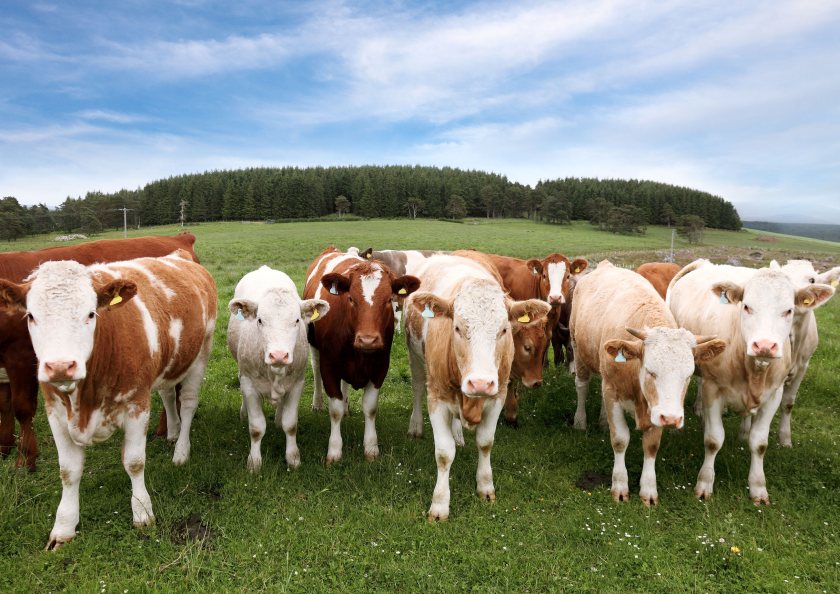 The study suggests that live talking is more relaxing for cows than a recording of a human voice