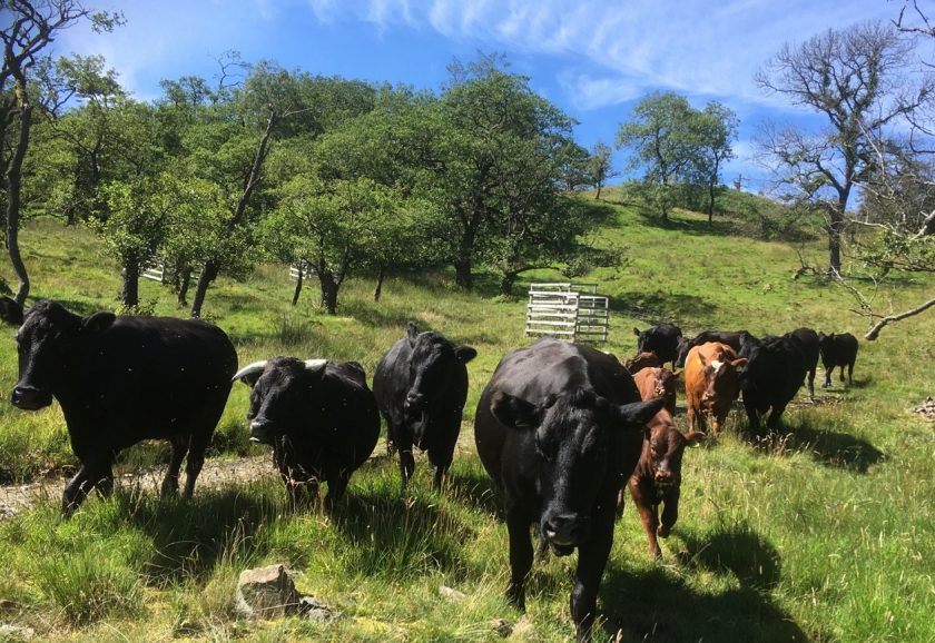 The Lake District National Park Authority urges walkers to avoid getting too close to cows with their young