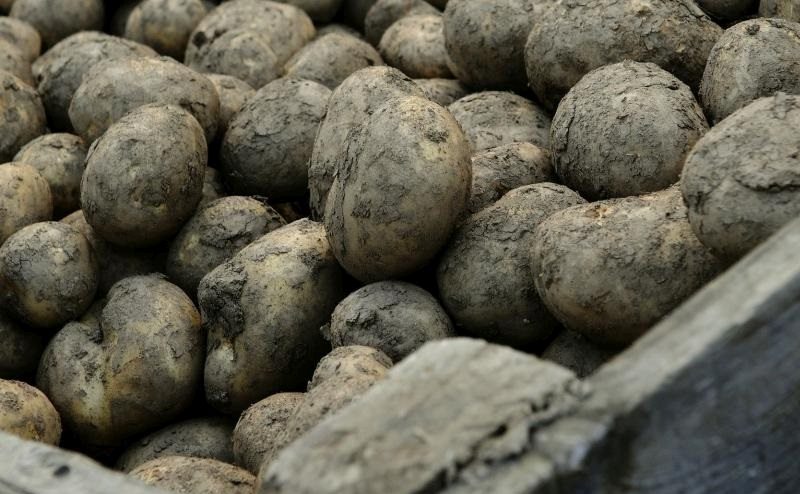 According to figures, the EU remains a key importer of UK potato exports