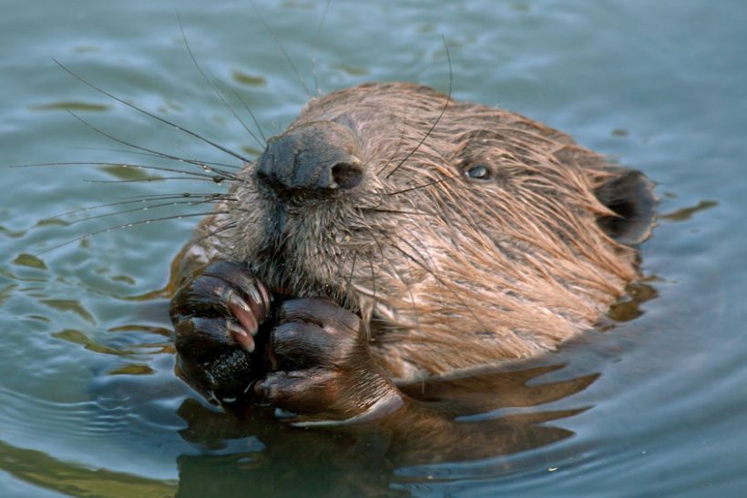 Welsh farmers say they are 'extremely worried' about the plan to release up to six beavers near farmland