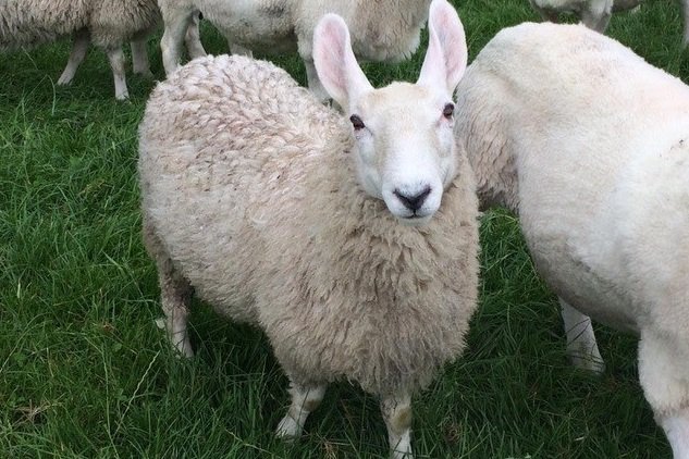 One of the stolen Border Leicesters. The breed is distinctive in appearance, with large upright ears (Photo: North Yorkshire Police)