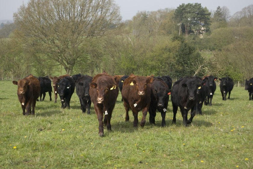 Defra has announced a six-month extension to the BVD Stamp it Out initiative in England