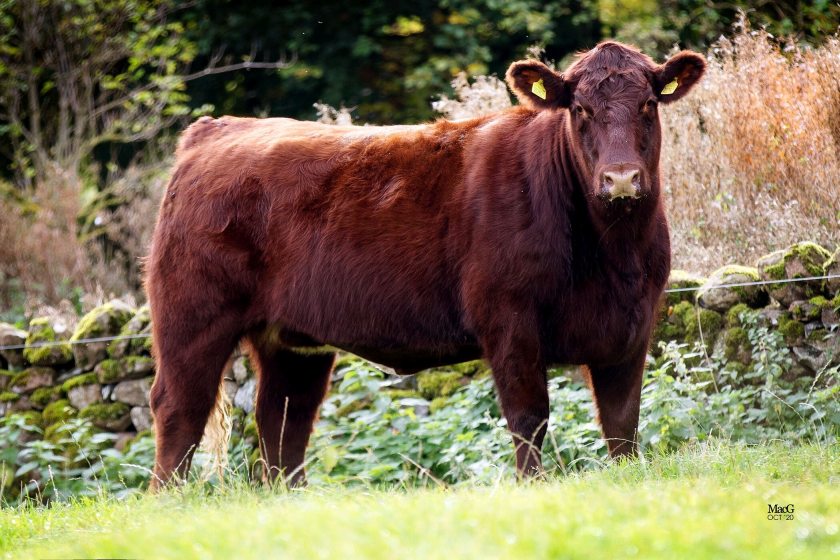 Elliot Miss Lea sold for a record 15,000gns on Sunday 18 October (Photo: Beef Shorthorn Cattle Society)