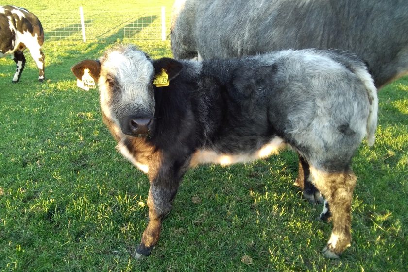 Emyr Wigley is looking to raise over £20,000 with the sale of his British Blue cattle (Photo: Old Stackyard Blues/Emyr Wigley)