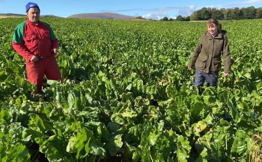 The new videos provide farmers with information on how to manage stock on established fodder beet