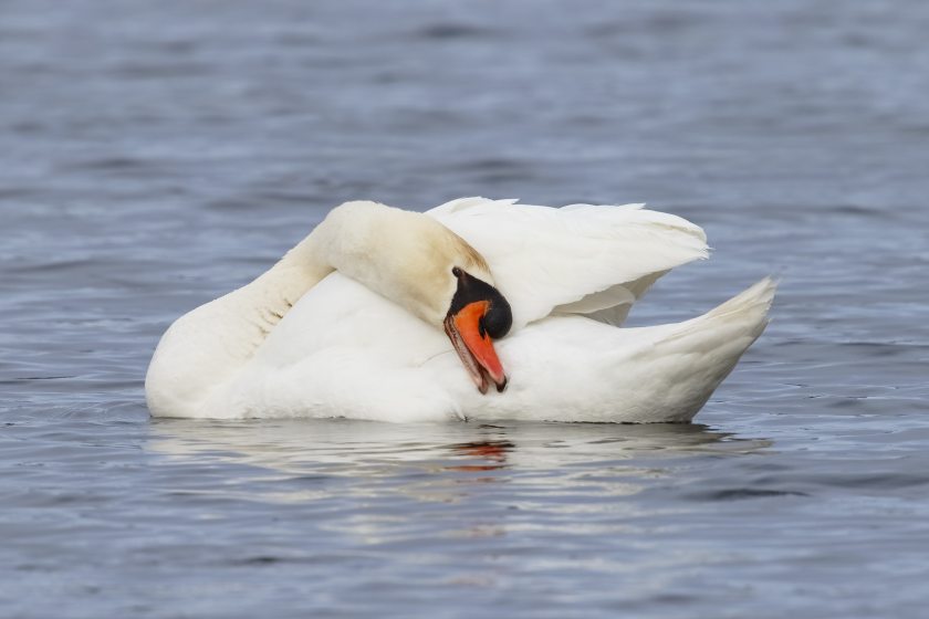 UK authorities say the strain of the disease found in the Netherlands can be 'very virulent in birds'