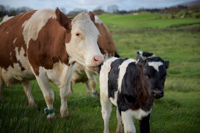 Researchers at Scotland's Rural College want to learn more about cow-with-calf dairy system