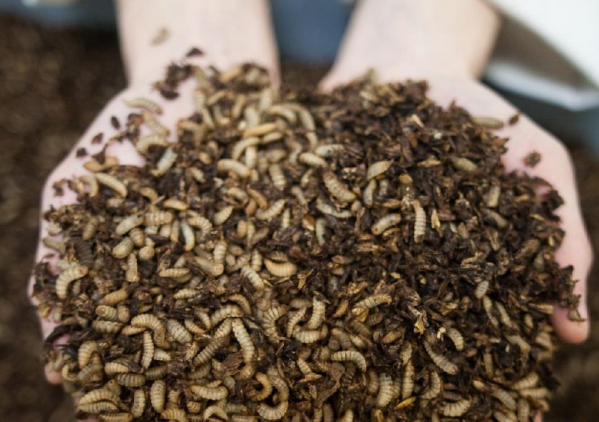 The project is the UK's first substantial insect frass research initiative in the globally expanding field of insect farming