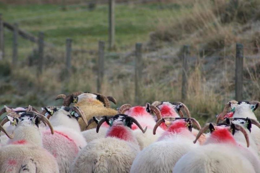 Farmers have been encouraged to perform daily checks and running repairs during tupping