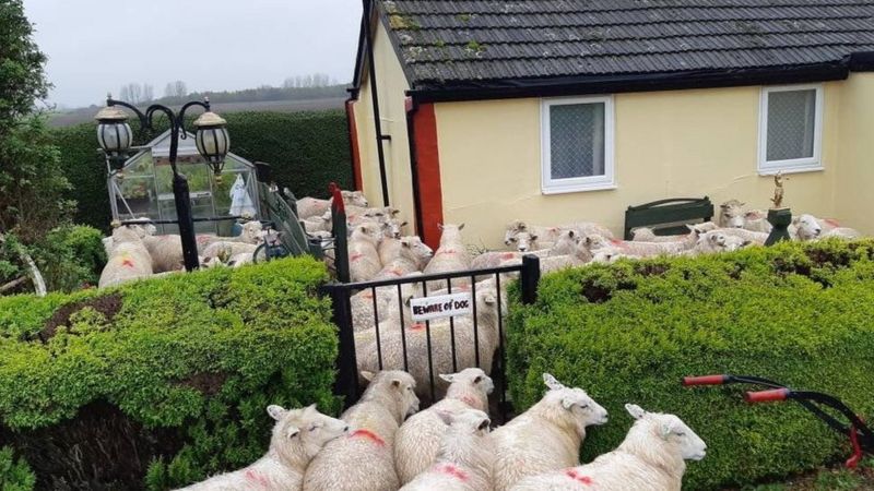 The public have been told to keep dogs under control when near livestock (Photo: Cambridgeshire Police)